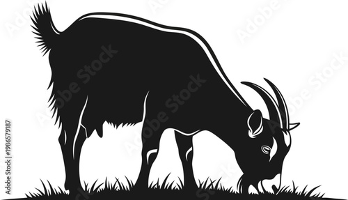 Black silhouette of a goat grazing on grass in a field at farm