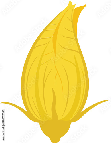 Yellow corn kernel with husk vegetable