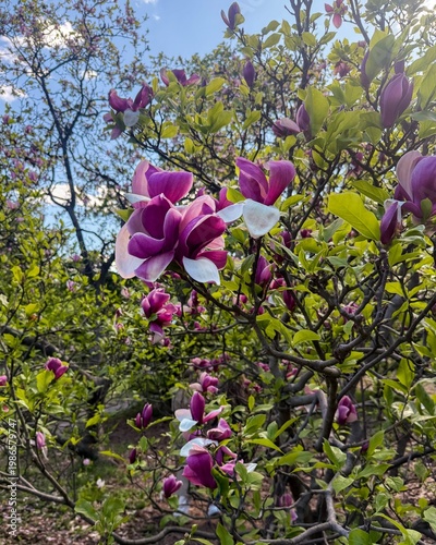 Purple magnolia blossoms on sunlit branches in spring