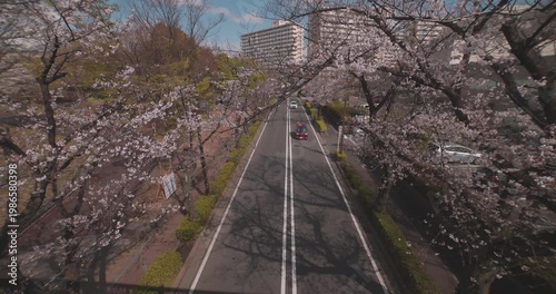A cityscape of cherry blossoms at the city street in Tokyo in spring wide shot