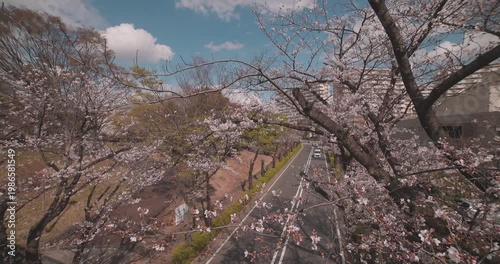 A cityscape of cherry blossoms at the city street in Tokyo in spring wide shot