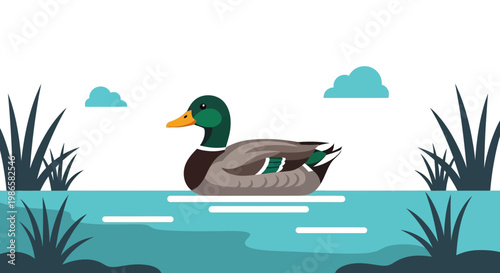 Male Mallard Duck in Water.