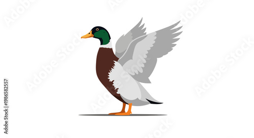 Mallard Duck in Motion Profile View.
