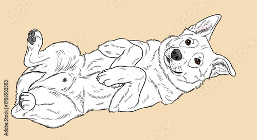 Playful dog lying on back happy.