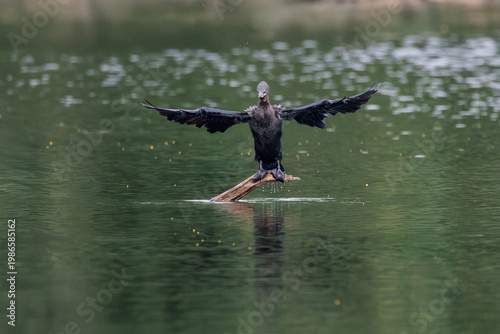Little Cormorant spreads its wings on a protruding branch above calm water, drying feathers after a dive. Symmetrical pose and soft reflections emphasize behavior, balance, and wetland habitat