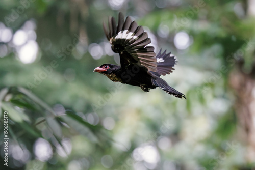 Dusky broadbill in flight through shaded forest, wings spread wide showing pale-edged feathers and stout bill. Clean green bokeh isolates the bird, capturing motion, structure, and natural behavior