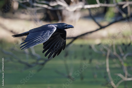 Large-billed Crow in flight across a sunlit wetland, wings extended and glossy black plumage catching light, highlights form, motion, and adaptability in an urban-natural habitat
