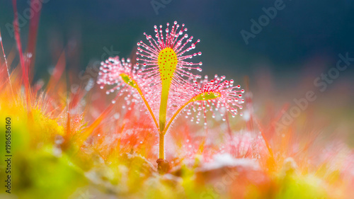 Closeup view of dewcovered sundew plant in natural habitat