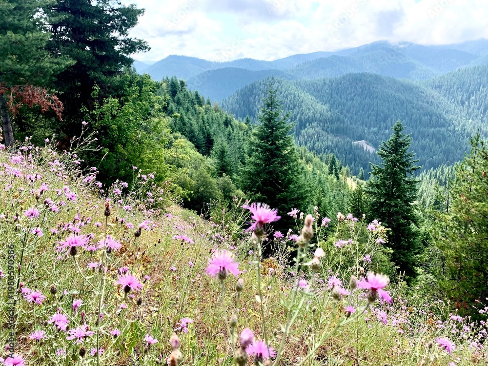 Obraz premium flowers in the mountains