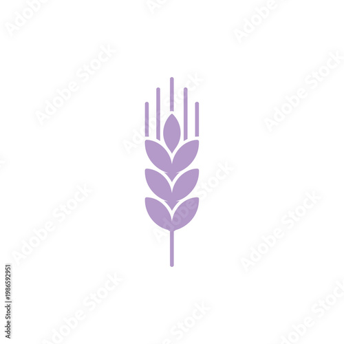 Purple wheat plant grain cereal