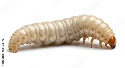 Close-up of a white caterpillar.