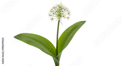 Allium flower with green leaves isolated.