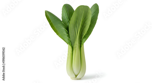 Fresh green bok choy vegetable plant.