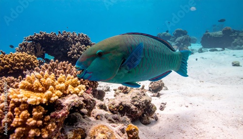 Vibrant blue fish swimming near coral reef.