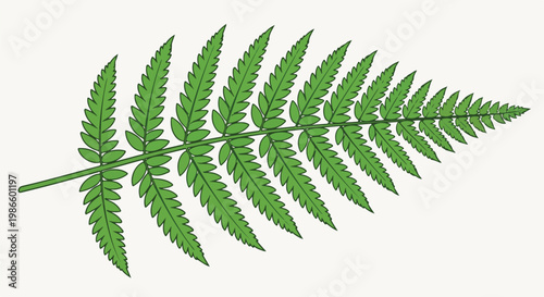 A green fern leaf with intricate leaflets