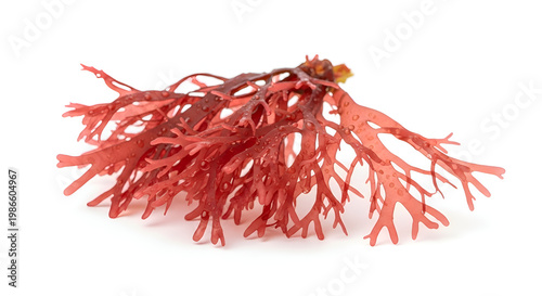 Close-up of vibrant red seaweed.