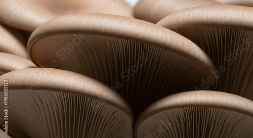 Close-up macro view of fresh oyster mushrooms gills and caps.