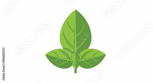 A green plant leaf with three leaflets