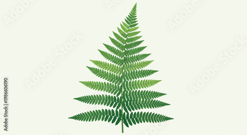 A single green fern leaf with intricate leaflets on a light background