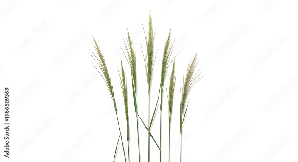 Naklejka premium Fresh green wild grass stems isolated on white background