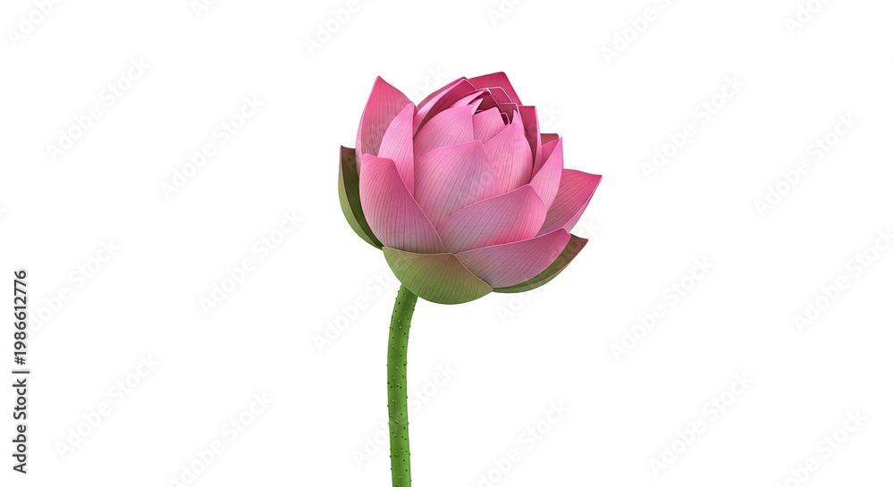 Fototapeta premium Pink Lotus Flower Bud