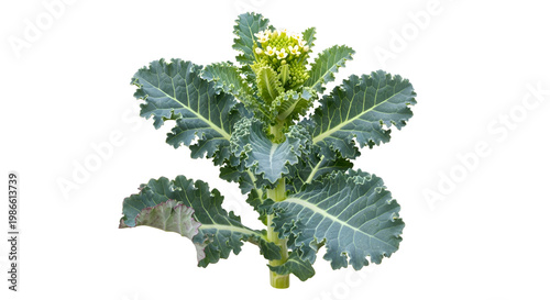 Green broccoli plant with leaves.
