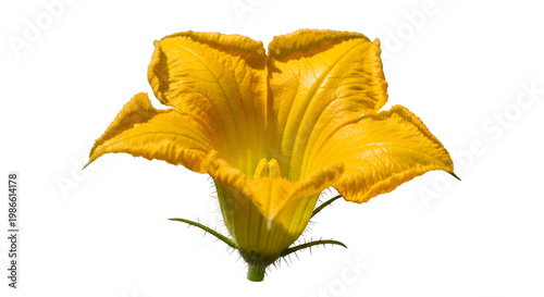Vibrant Yellow Flower Close-up Isolated.