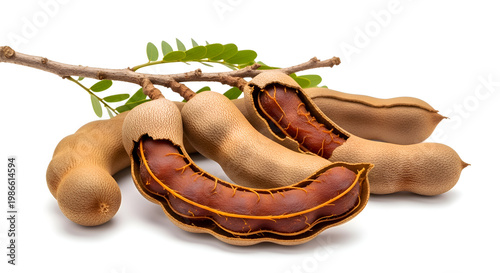 Tamarind fruit on a branch.