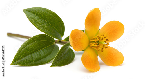 Vibrant Yellow Flower with Green Leaves.