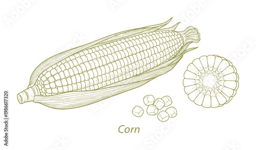 Line of a whole corn cob kernels and cross section
