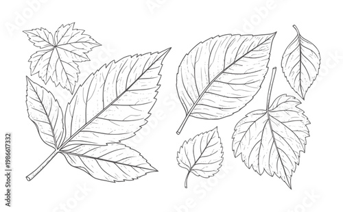 Line of assorted botanical leaves white leaf plant nature