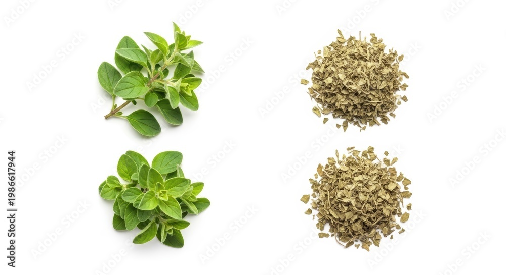 Obraz premium Fresh and dried oregano leaves composition on white background