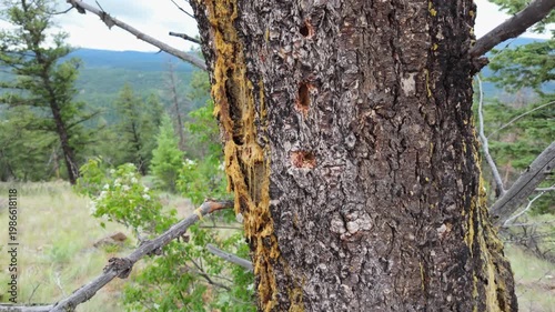 Pine Tree Sap in Montana Forest