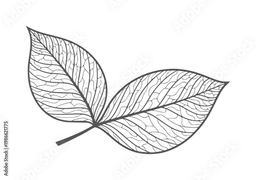Two dark grey leaves with intricate vein patterns white leaf nature plant organic