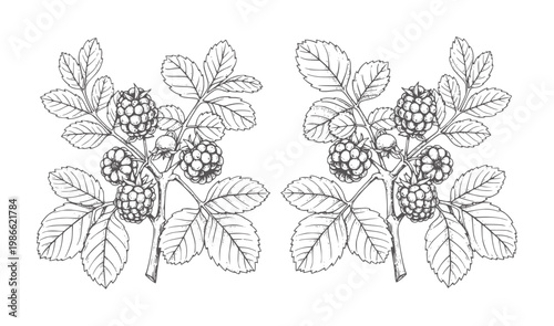 Two line of ripe blackberries branches with leaves blackberry fruit leaf botanical