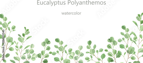 水彩で描いたユーカリポポラスのフレーム