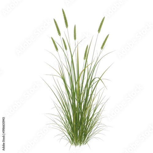 A green plant with long thin leaves isolated on transparent background