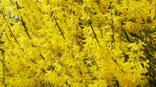 Close up of bush with many small blossoms swaying in the wind. Bright yellow forsythia flowers blooming on the branches in spring. Natural floral background with vibrant sunlit petals.