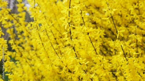 Close up of bush with many small blossoms swaying in the wind. Bright yellow forsythia flowers blooming on the branches in spring. Natural floral background with vibrant sunlit petals.