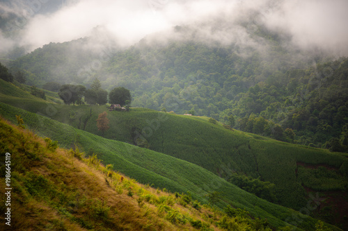 Rain fell on the hills and mountains, in the lush green forest. In the morning, there was fog.