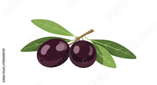 Detailed illustration of two ripe black olives attached to a small brown branch with several vibrant green leaves around them.