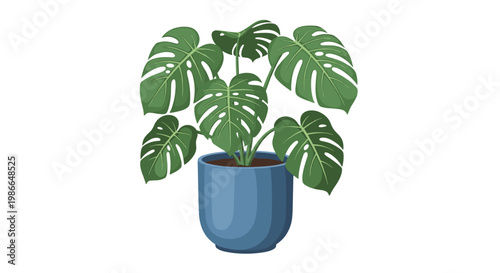 Beautiful Monstera Deliciosa plant with large green leaves growing in a stylish blue ceramic pot for home decoration.