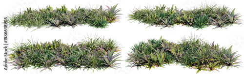 A garden decorated with flowers and small grass on a transparent background.