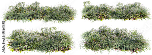 A garden decorated with flowers and small grass on a transparent background.