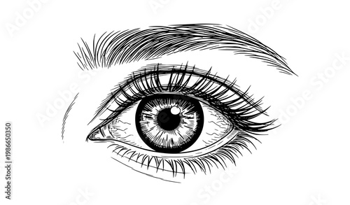 Realistic hand drawn human eye vector sketch with detailed iris and eyelashes in clean line art style