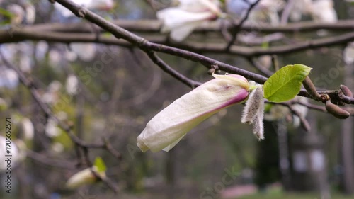 Magnolia kobus tree flowers blooming in spring. Close up of white magnolia blossoms on branches. Delicate spring flowers swaying in the wind. Beautiful nature scene with blooming magnolia tree.