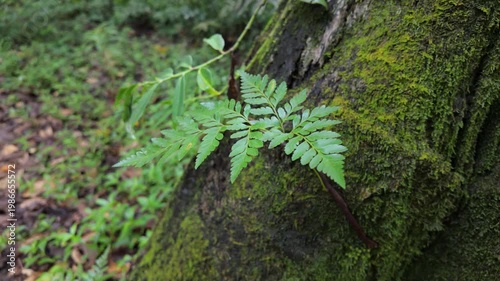 Fern Epiphyte on Moorea Tree