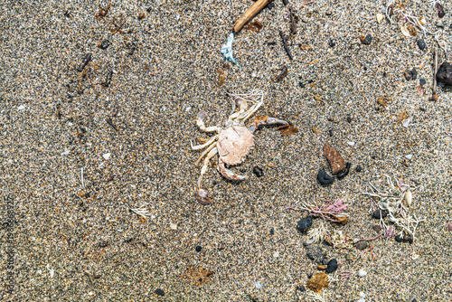 春の海岸での出会い
