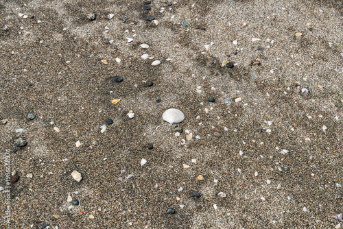 春の海岸での出会い