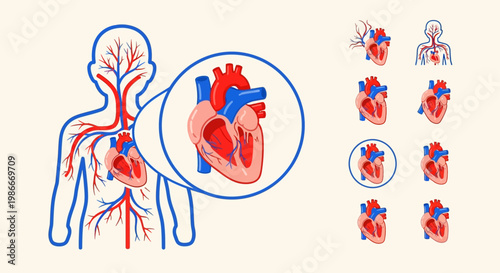 Human circulatory system diagram showing magnified anatomical heart vector flat style representing medical health biology